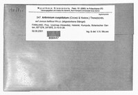 Arthrinium cuspidatum image